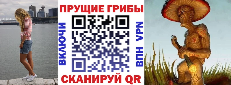 MEGA ССЫЛКА  Волхов  Галлюциногенные грибы Psilocybine cubensis 